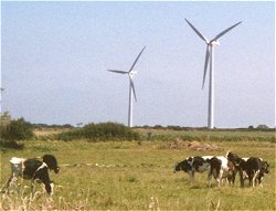 Des vaches au pied des éoliennes du parc de Goulien en Bretagne